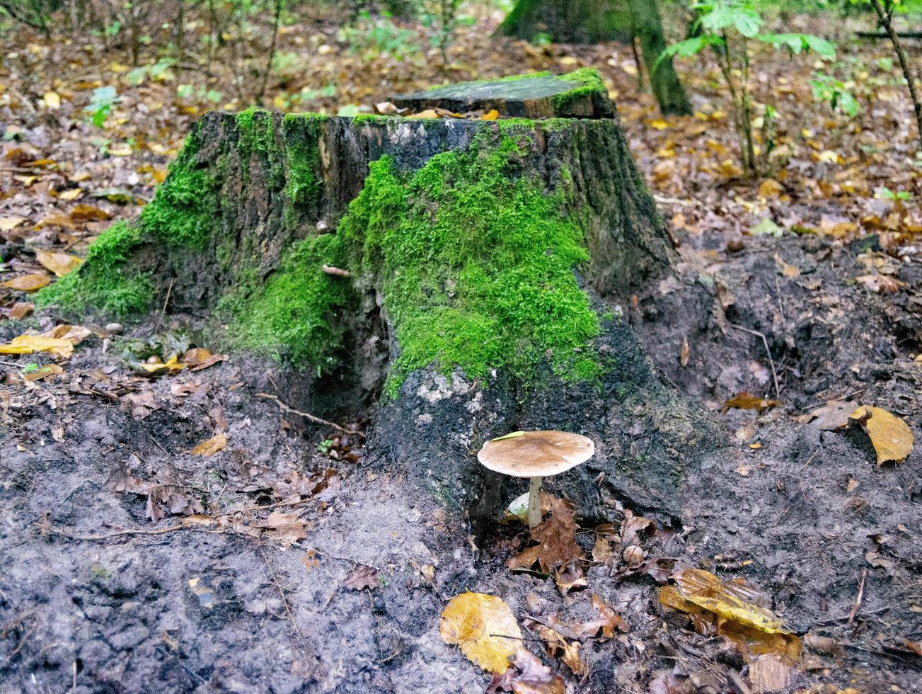 fotografie op thema grote mooie giftige paddenstoel foto