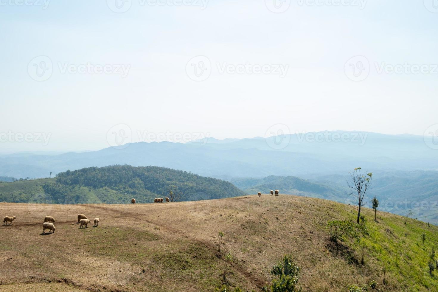 schapenboerderij op doi chang, chiang rai, thailand foto