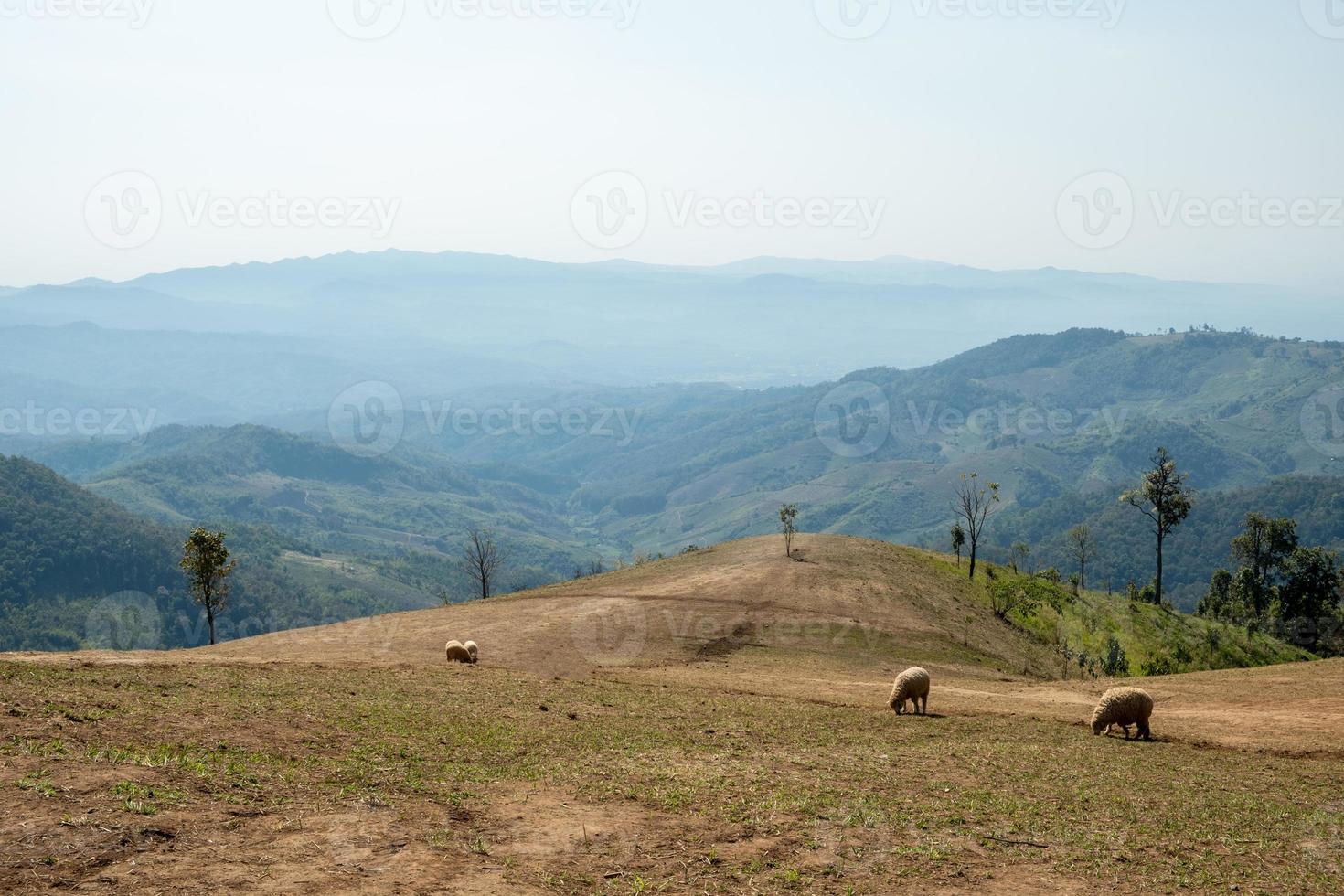 schapenboerderij op doi chang, chiang rai, thailand foto