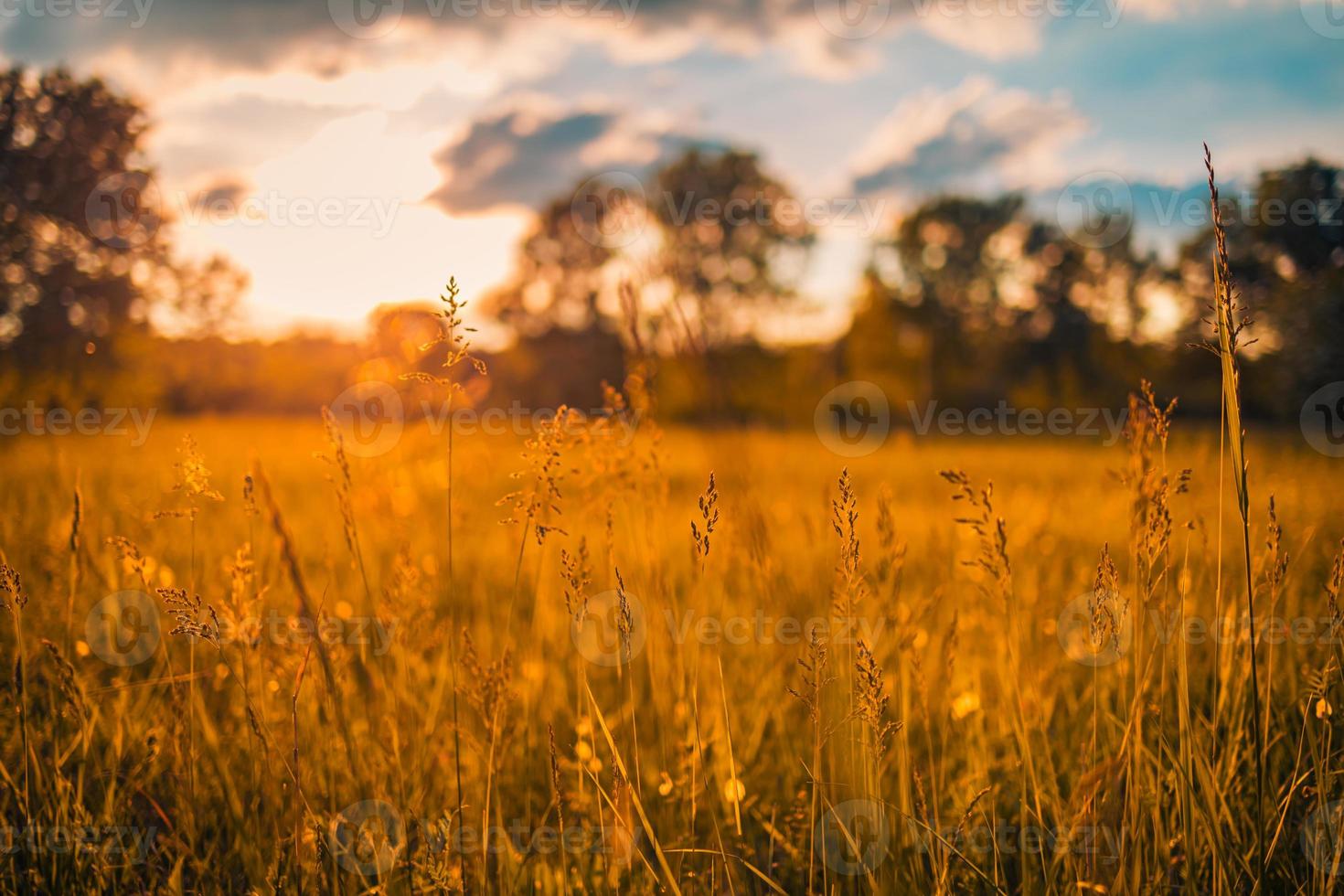 abstracte zachte focus zonsondergang veld landschap van gele bloemen en gras weide warme gouden uur zonsondergang zonsopgang tijd. rustige lente zomer natuur close-up en wazig bos achtergrond. idyllische natuur foto