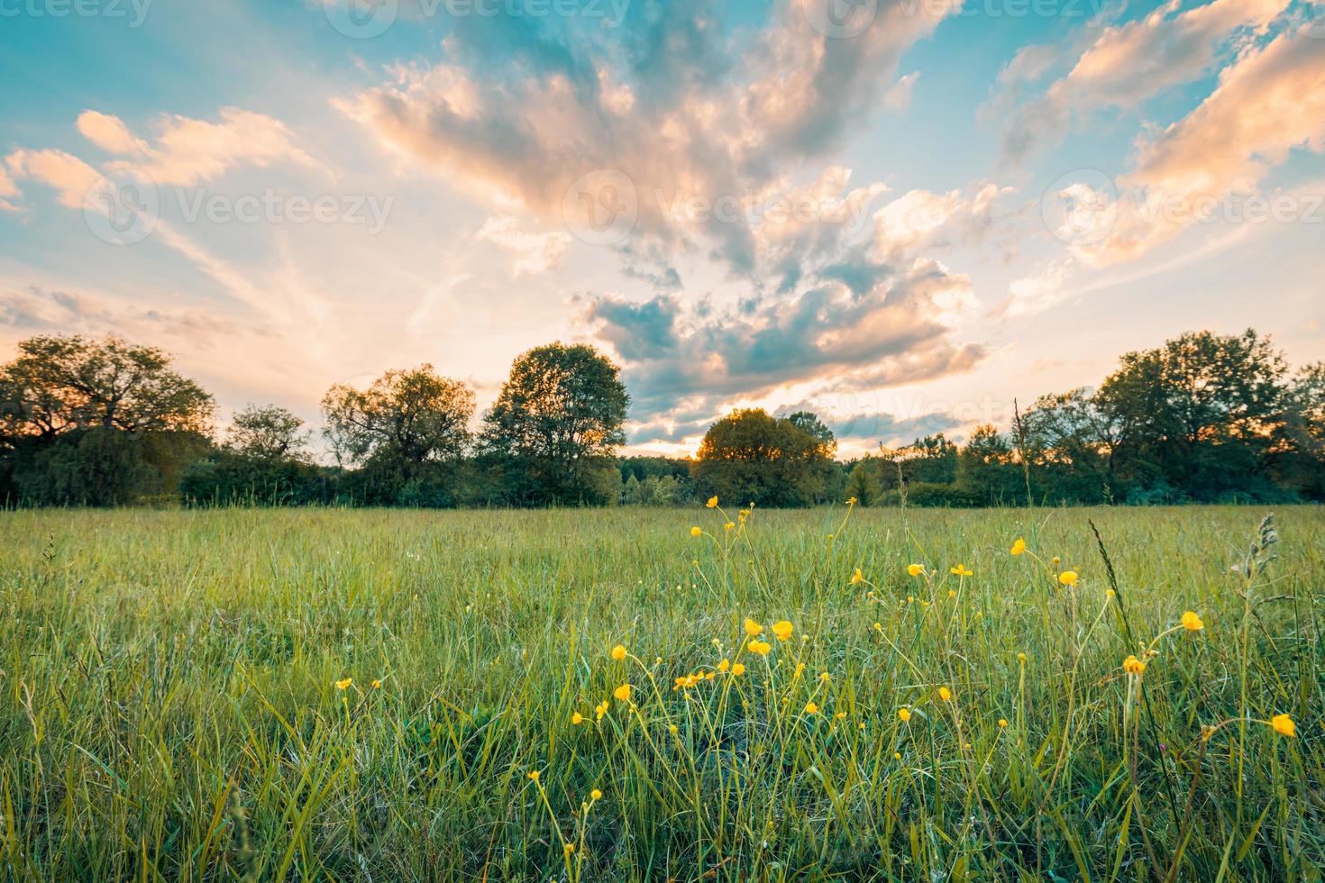 abstracte zachte focus zonsondergang veld landschap van gele bloemen en gras weide warme gouden uur zonsondergang zonsopgang tijd. rustige lente zomer natuur close-up en wazig bos achtergrond. idyllische natuur foto