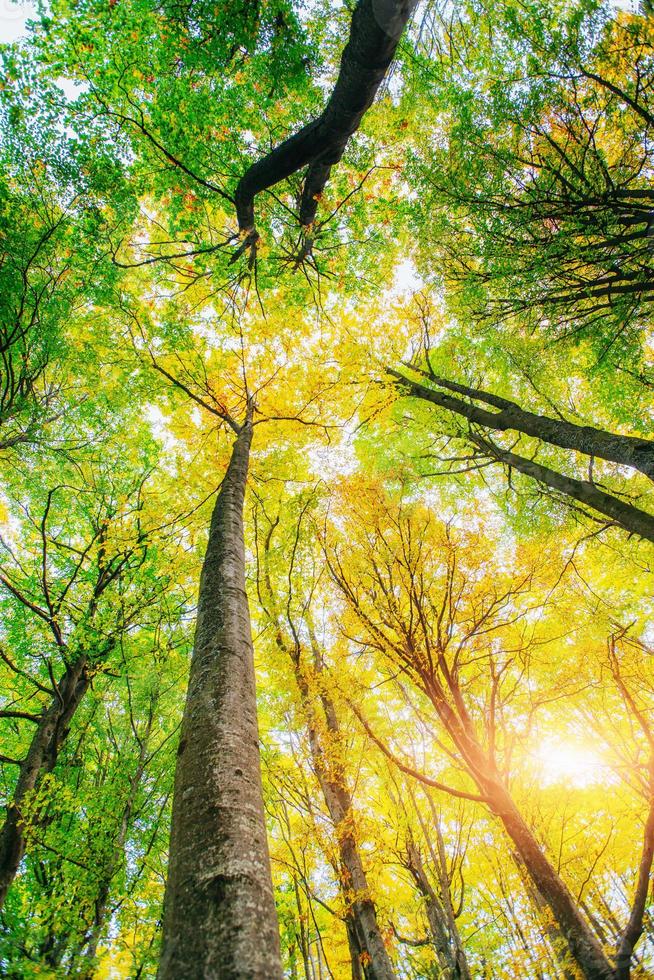 gouden ochtendzonstralen op groen gras in de herfst. prachtige natuur achtergrond foto