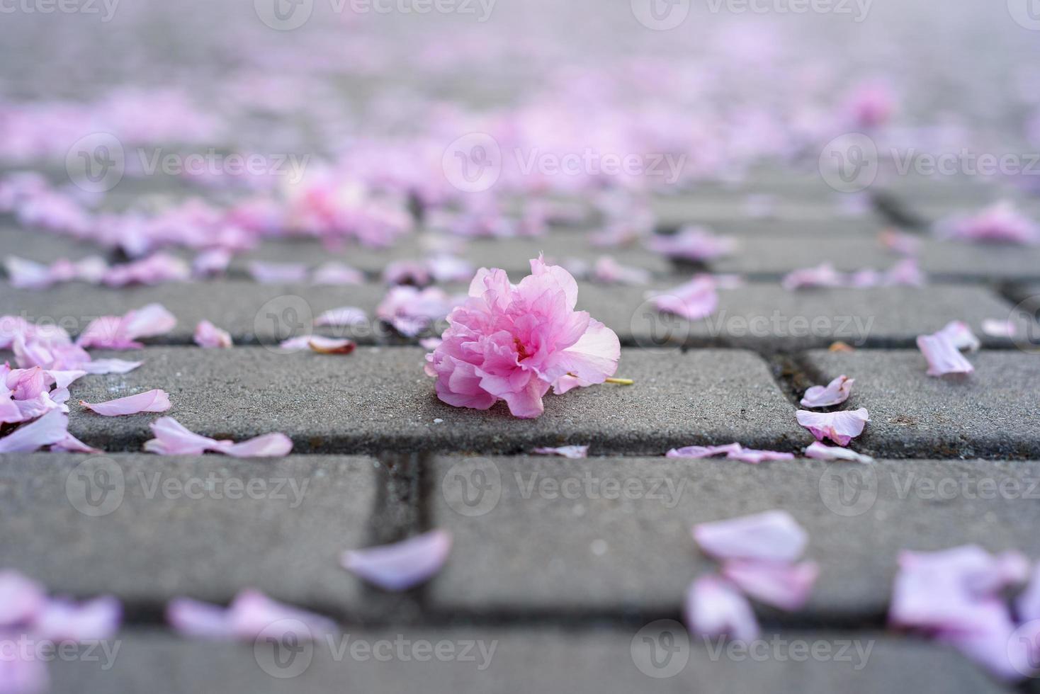 sakura bloemblaadjes op de kasseien. foto