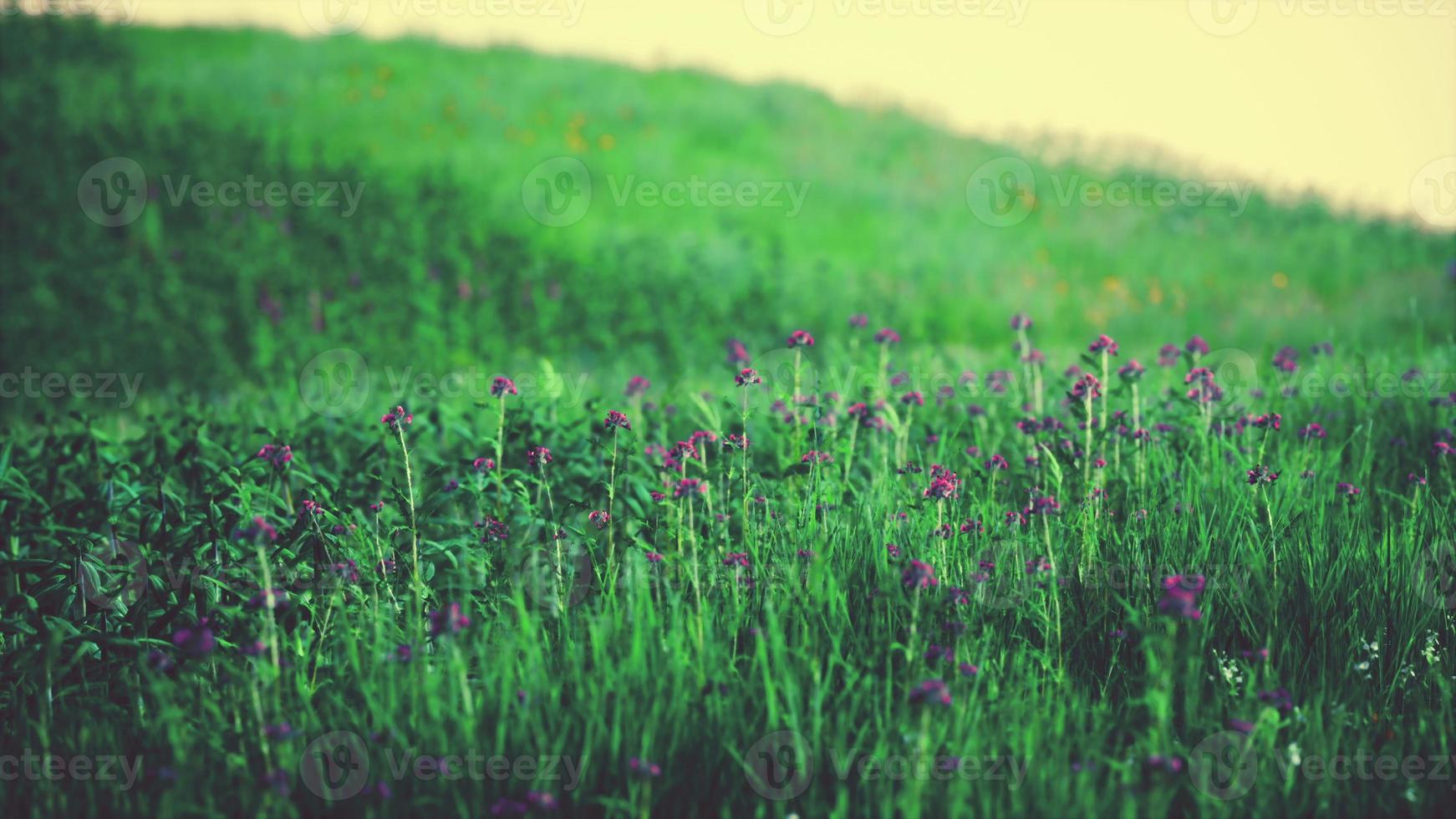 gras op het veld tijdens zonsopgang foto