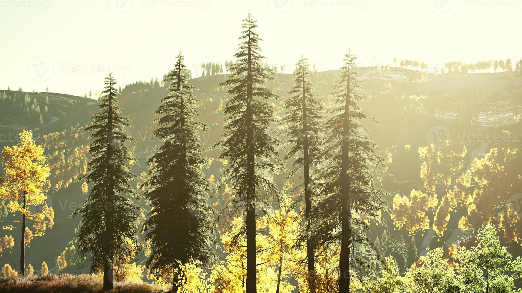 herfst scandinavisch bos en landschap met levendige herfstkleuren foto