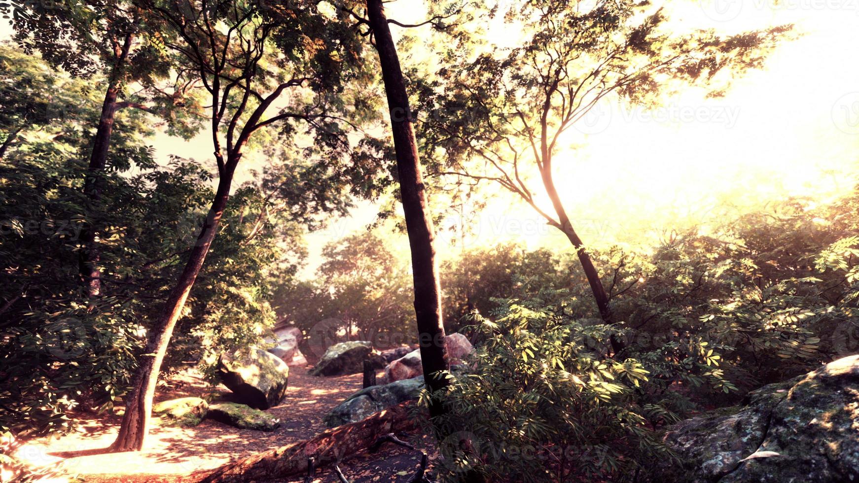 kleurrijk mystiek bos met zonnestraal en lensflare in de ochtend foto