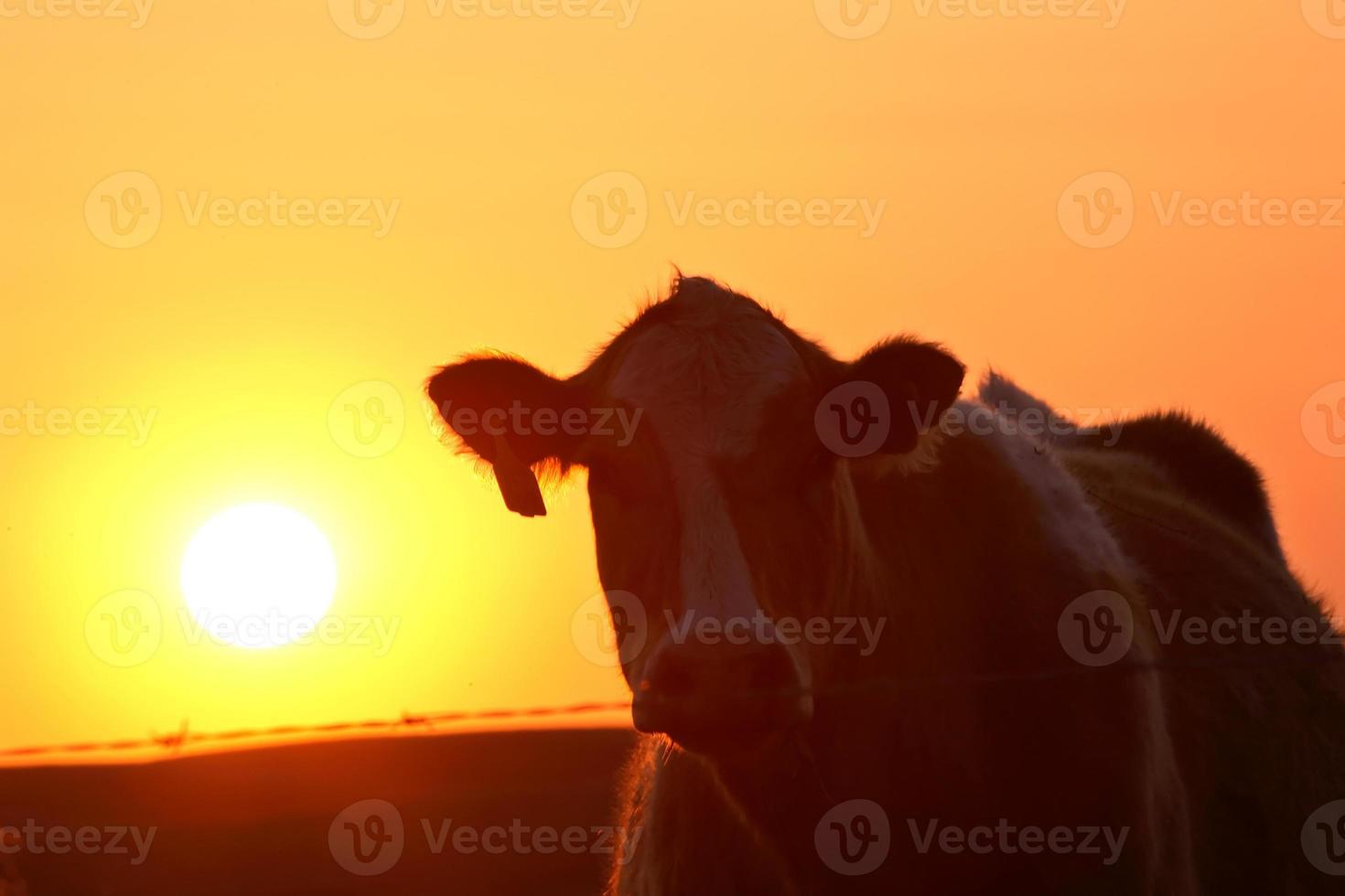 ondergaande zon achter een koe in Saskatchewan foto