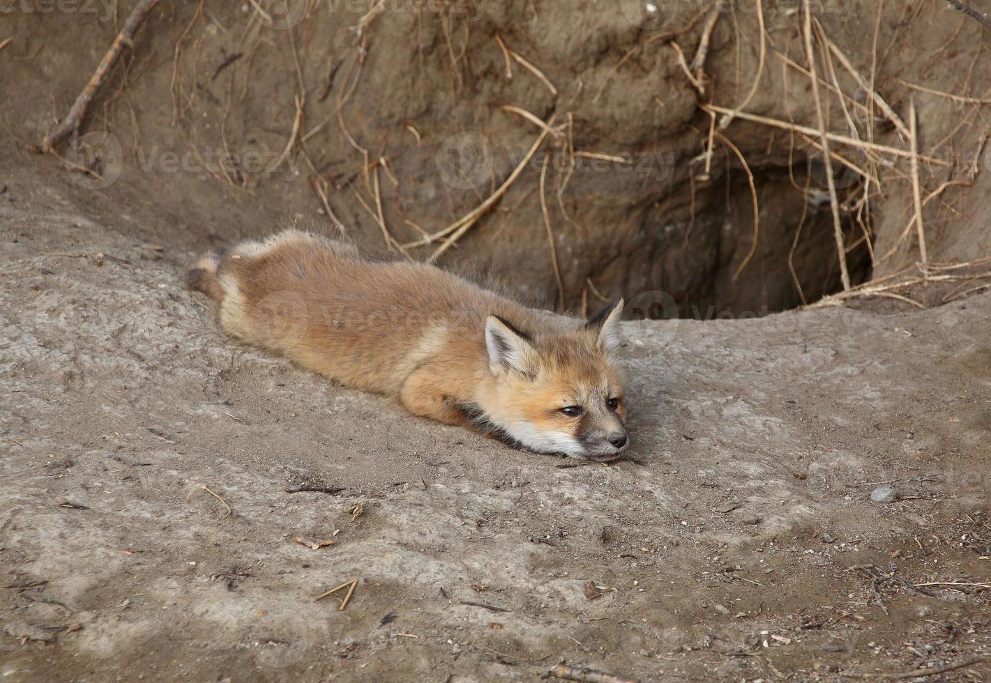 red fox pup buiten zijn hol foto