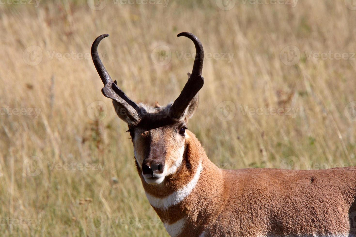 mannelijke pronghorn antilope in saskatchewan field foto