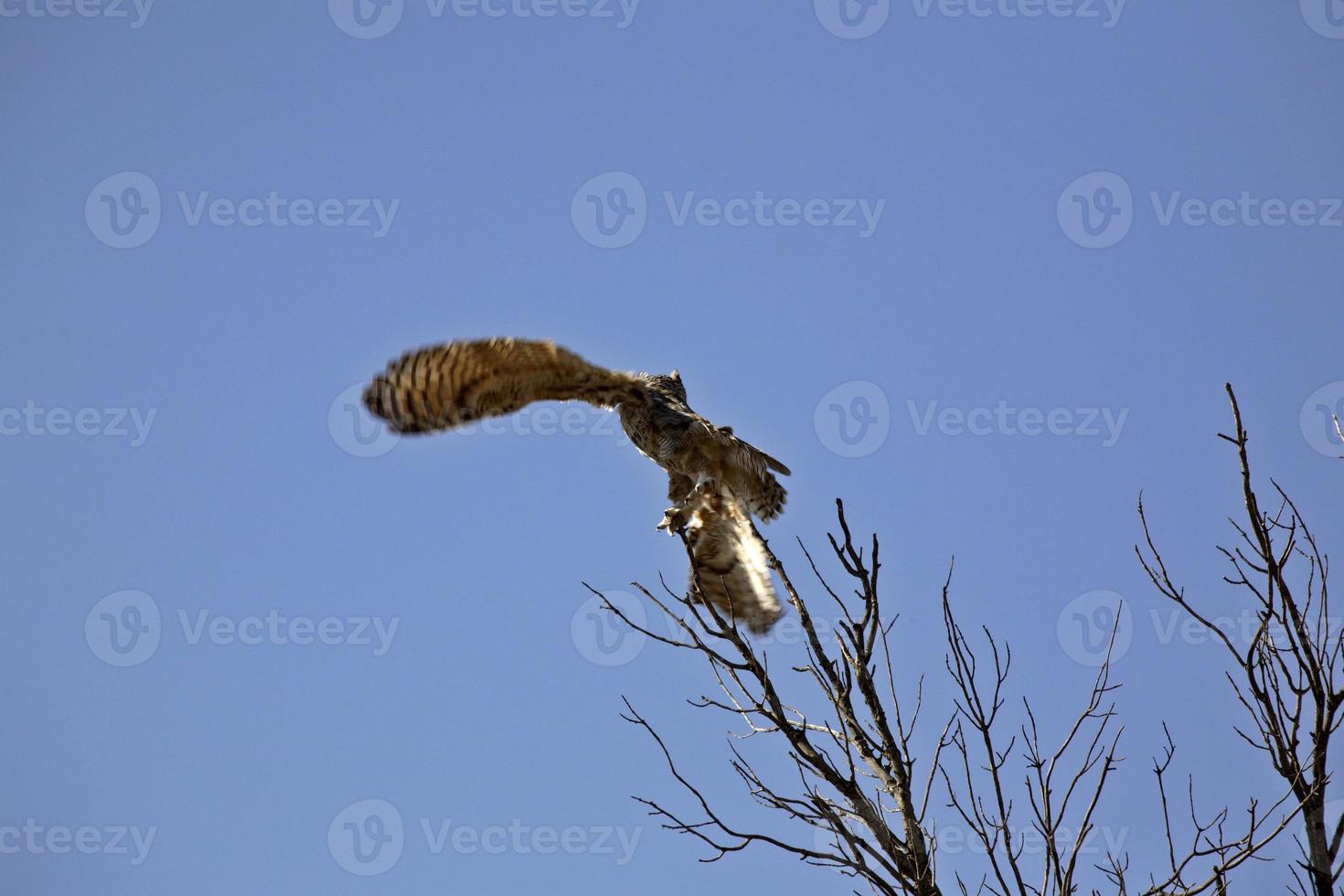 grote gehoornde uil tijdens de vlucht foto