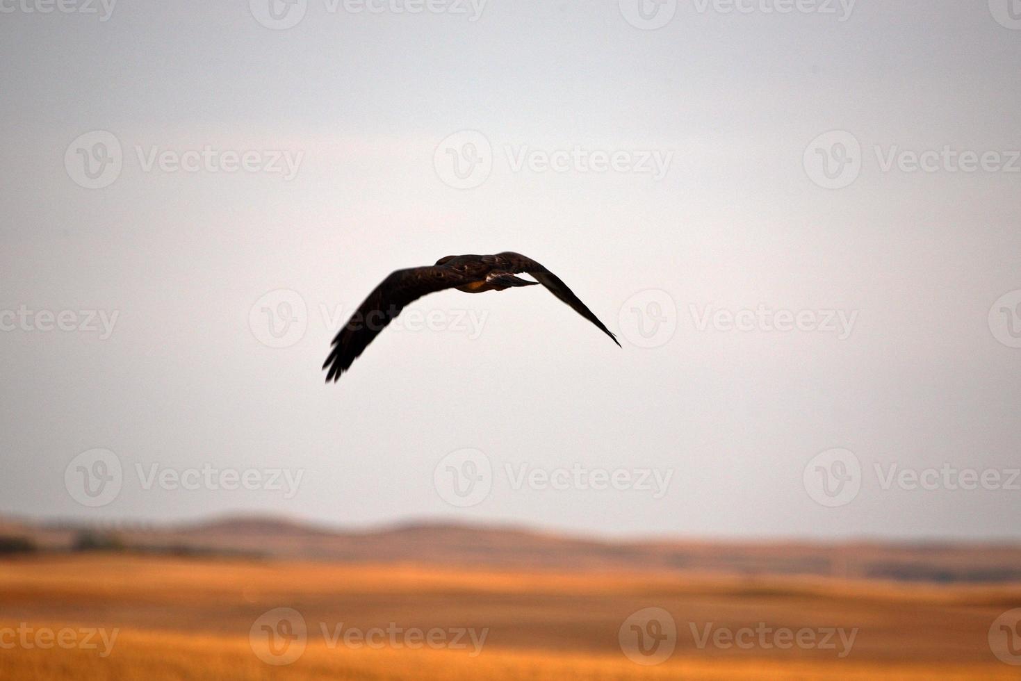 roofvogel die wegvliegt in het schilderachtige saskatchewan foto