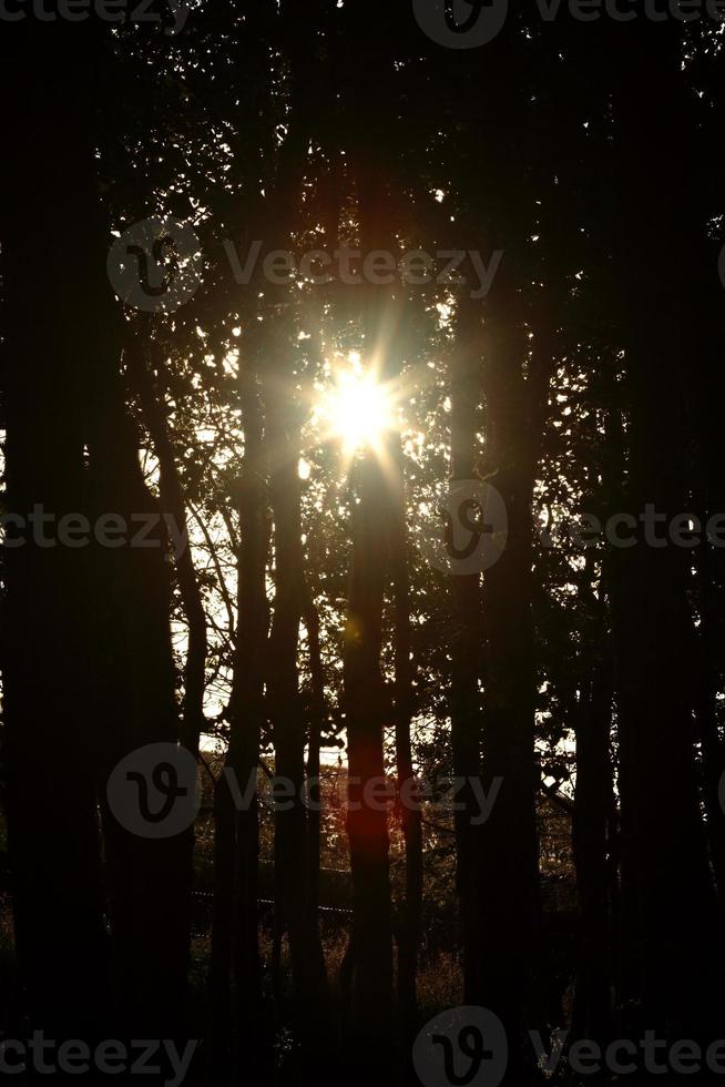 zon schijnt door bluf van bomen in saskatchewan foto