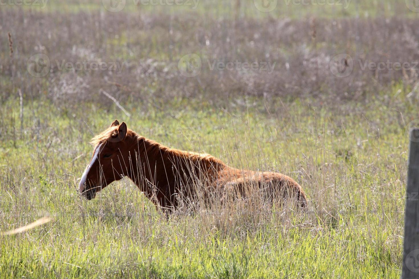 paard rust in een saskatchewan weiland foto