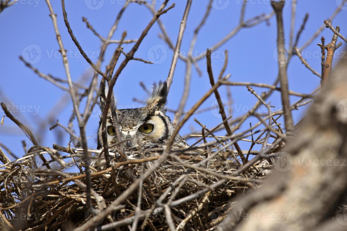 grote gehoornde uil in nest foto