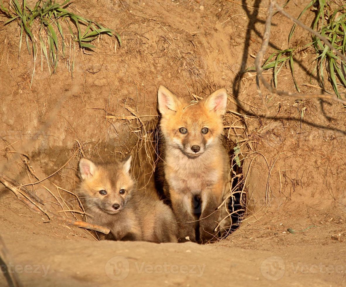 rode vossenkits bij de ingang van het hol in Saskatchewan foto