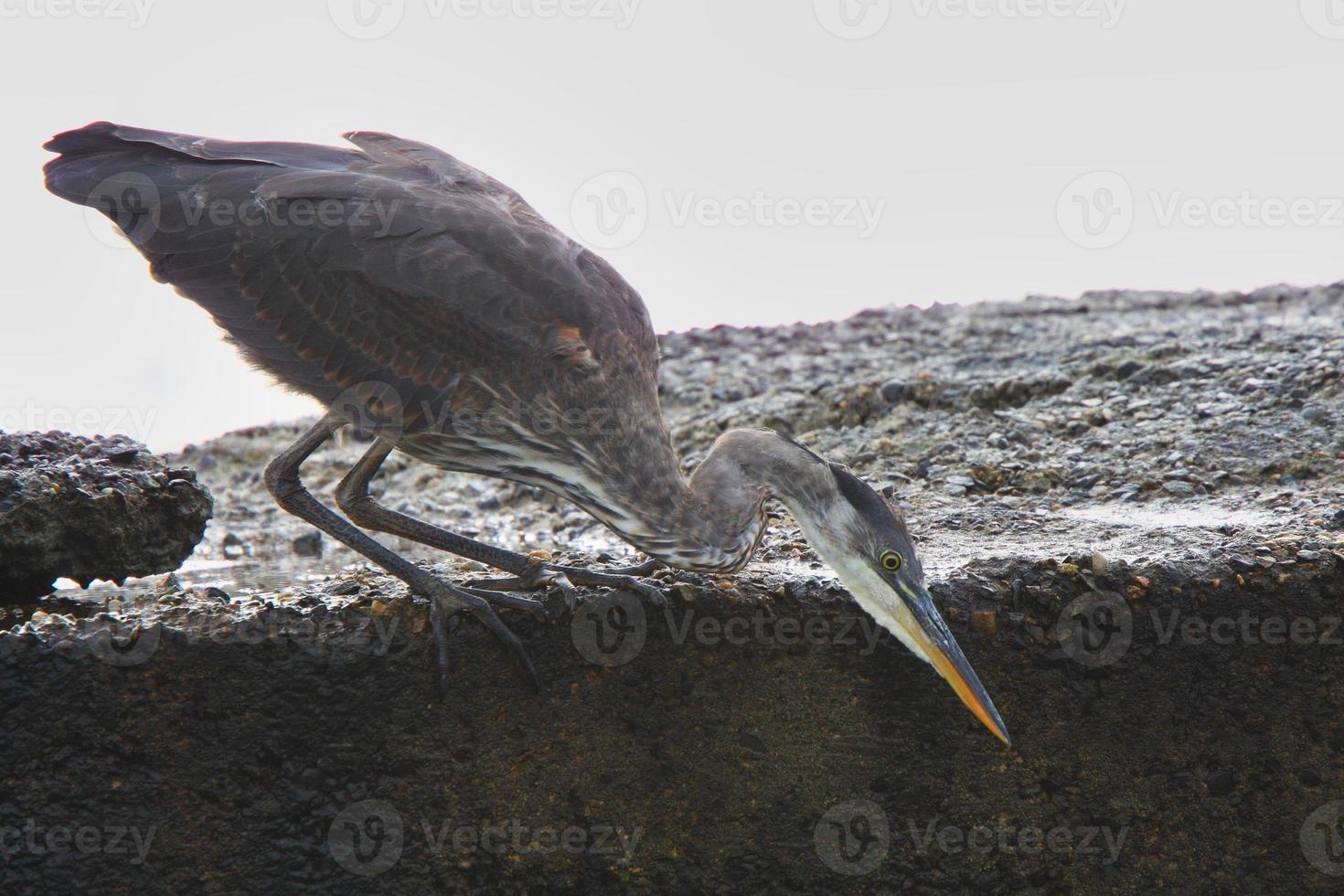 grote blauwe reiger op rots aan de kust van prins rupert foto