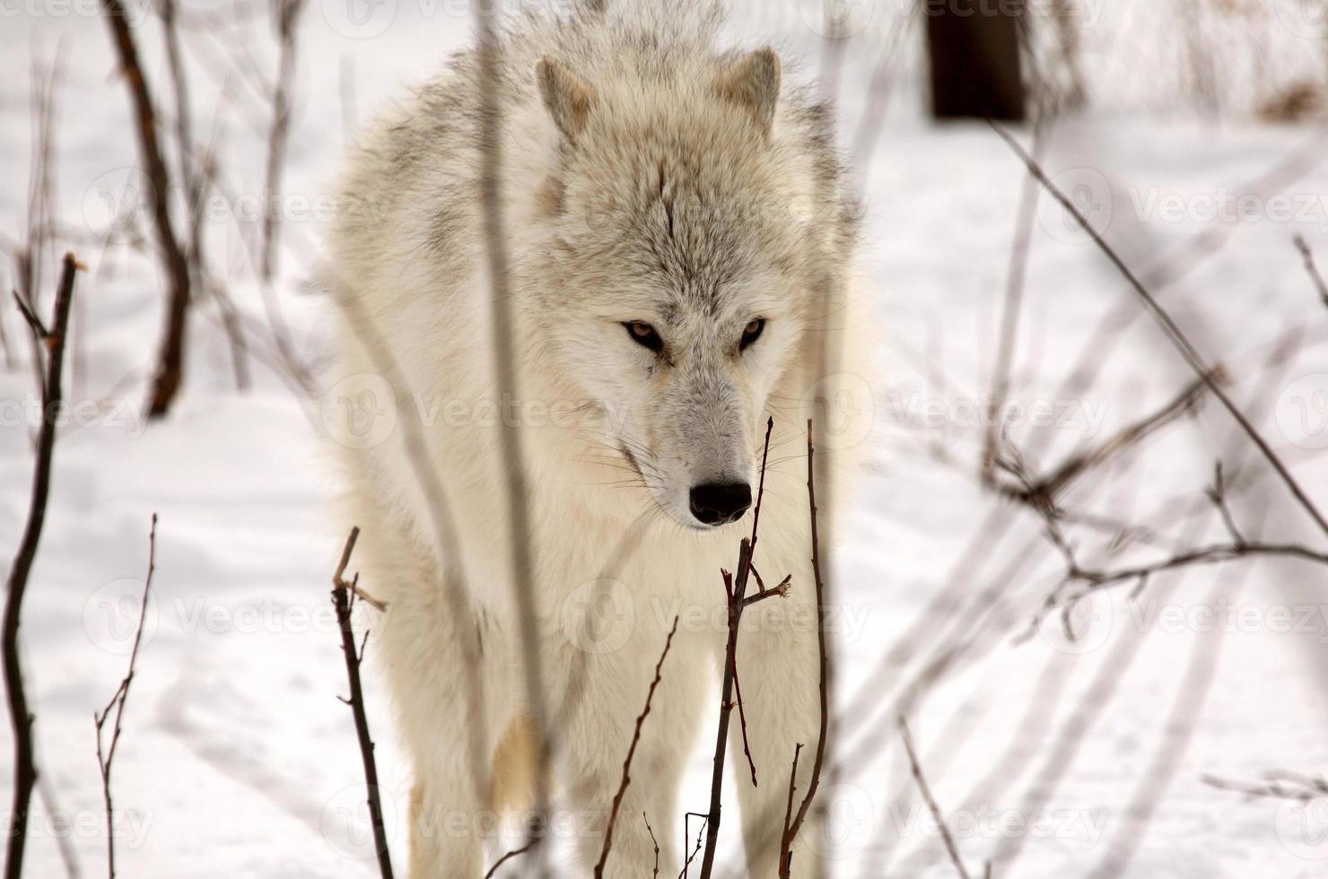 poolwolf in de winter foto