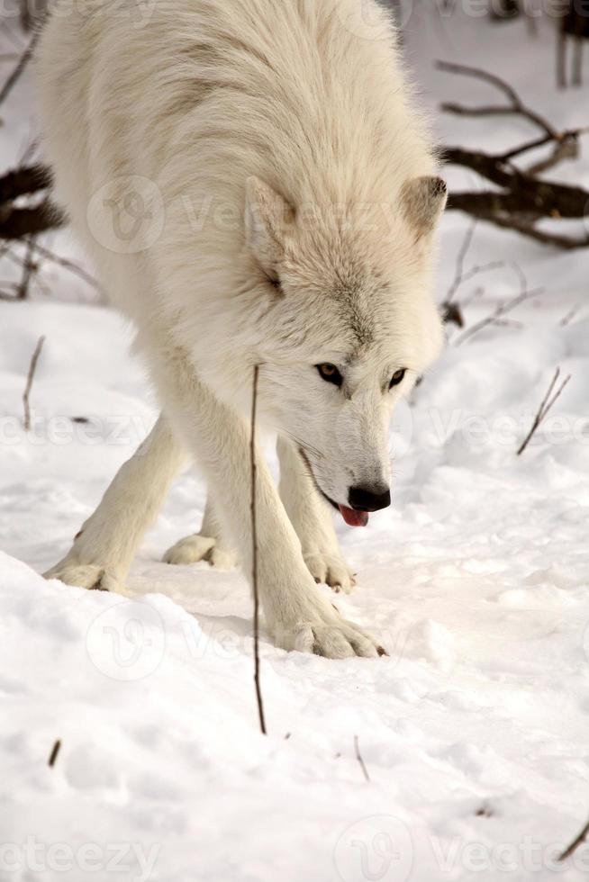 poolwolf in de winter foto