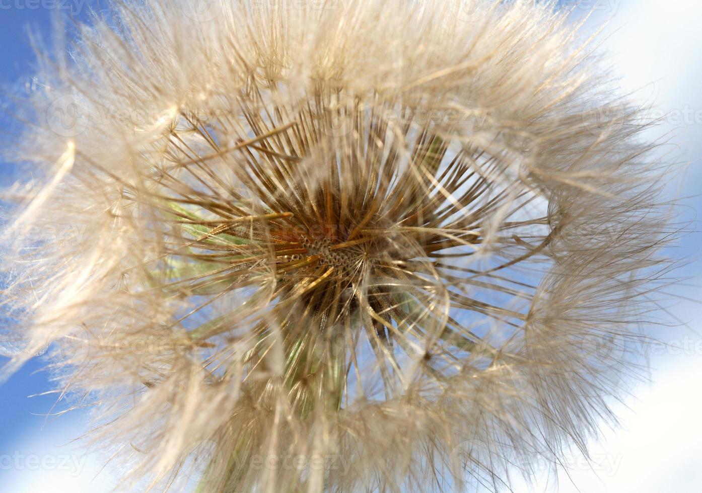 paardebloem puffball gevonden langs de landweg van Saskatchewan foto