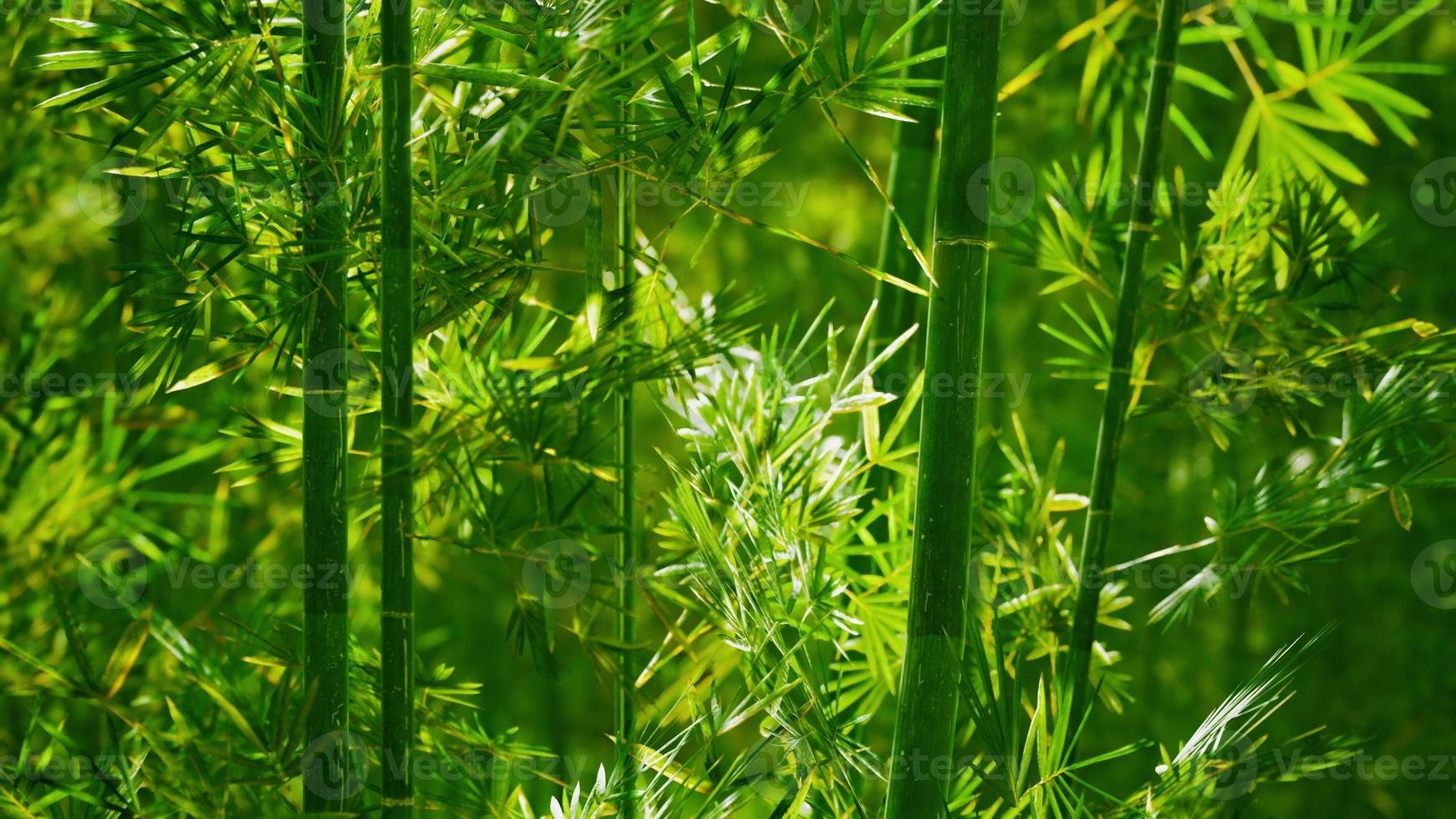 bamboebos in dichte mist foto