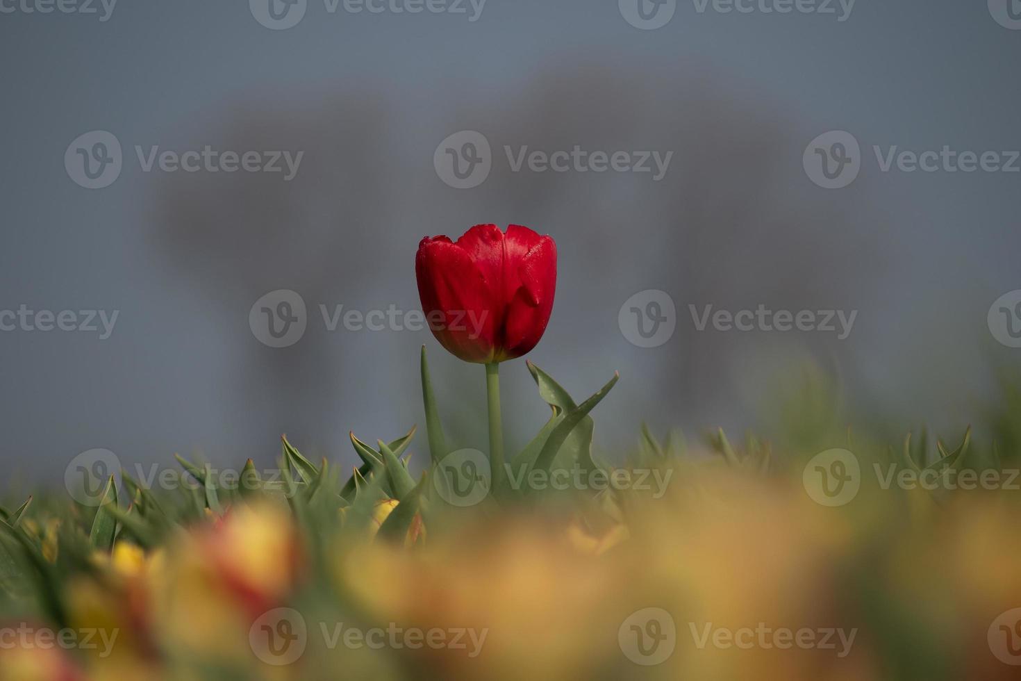 geïsoleerde rode tulp foto