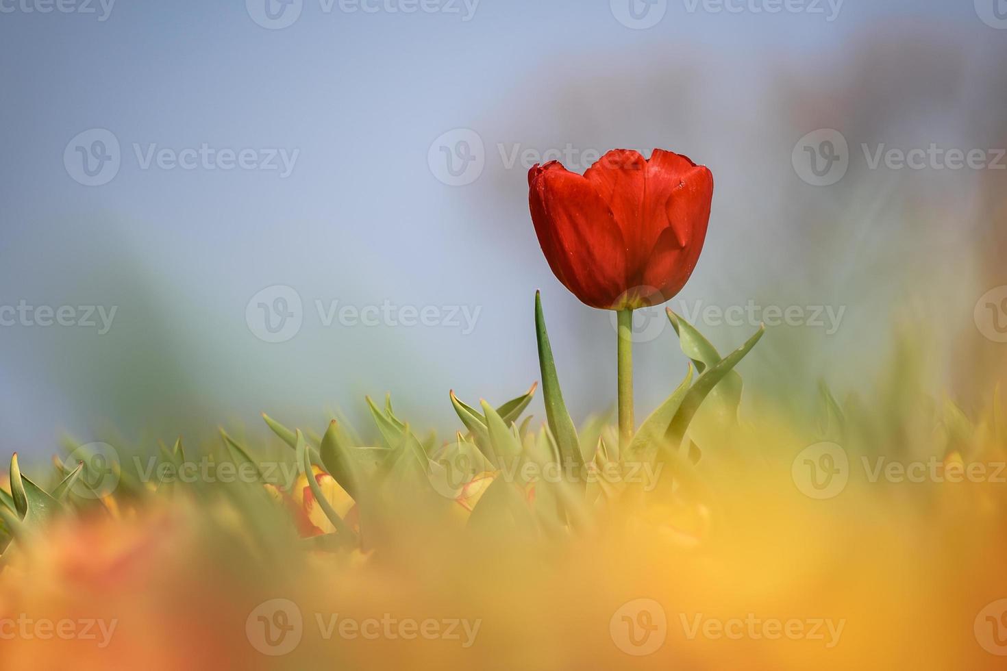 rode tulp in een bokeh-landschap foto