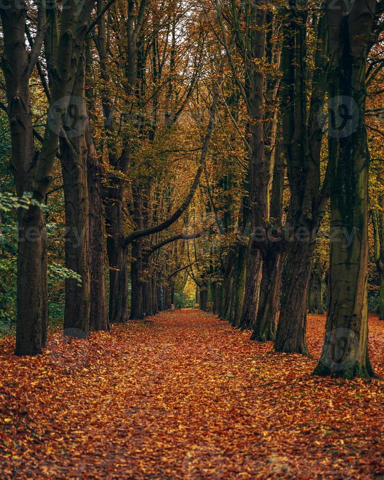 voetpad bedekt met herfstbladeren foto