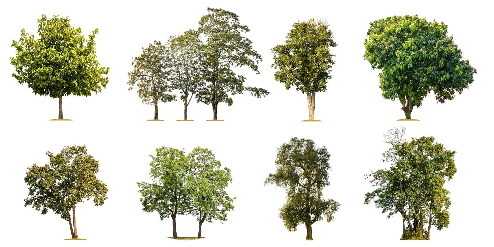 collectie van tropische groene boom geïsoleerd op wit. opgeslagen met uitknippad foto