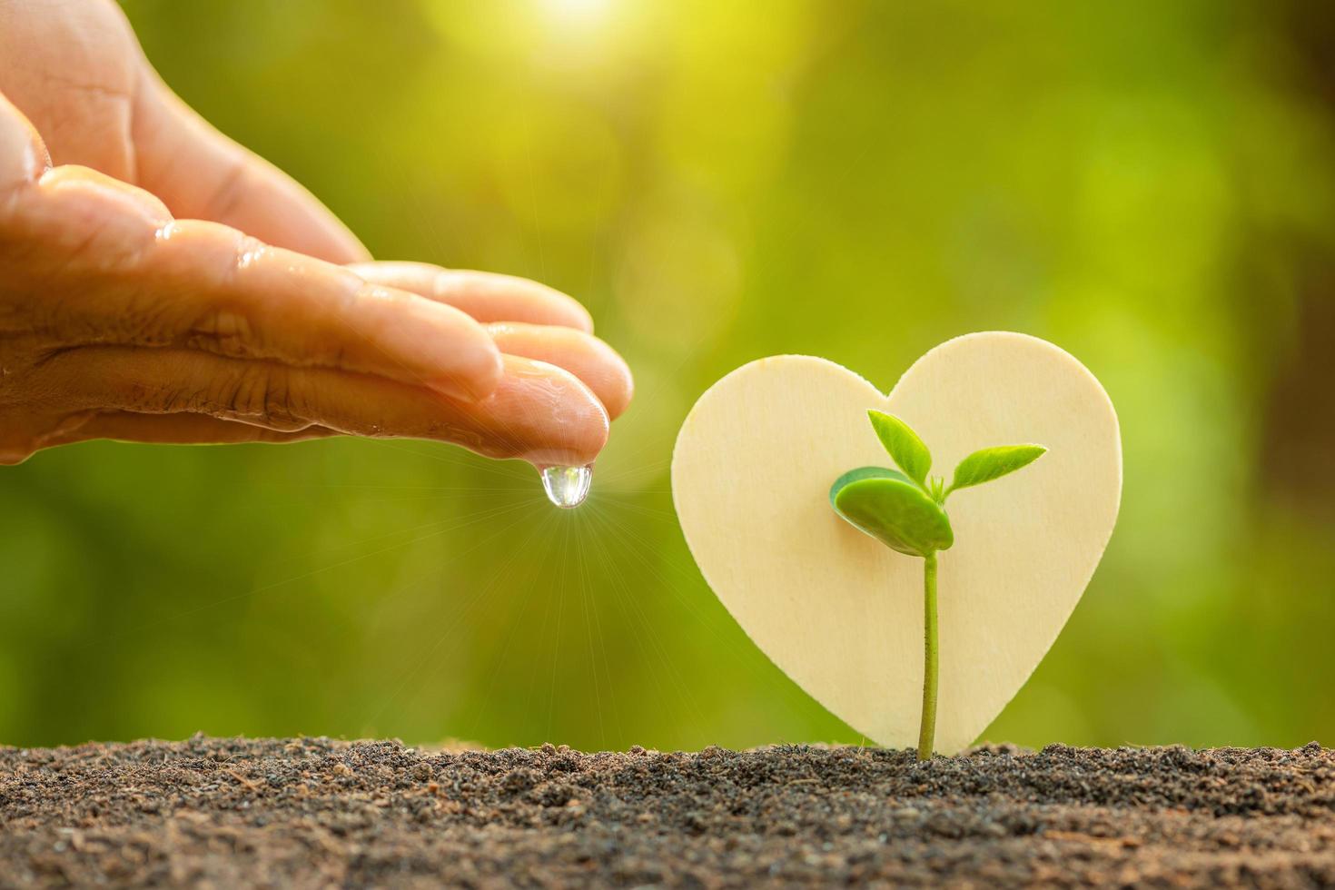 hand die water geeft aan jonge groene spruiten die groeien in de bodem en houten hartsymbool op buitenzonlicht en groene onscherpe achtergrond. liefdesboom, wereld redden, of groei- en omgevingsconcept foto