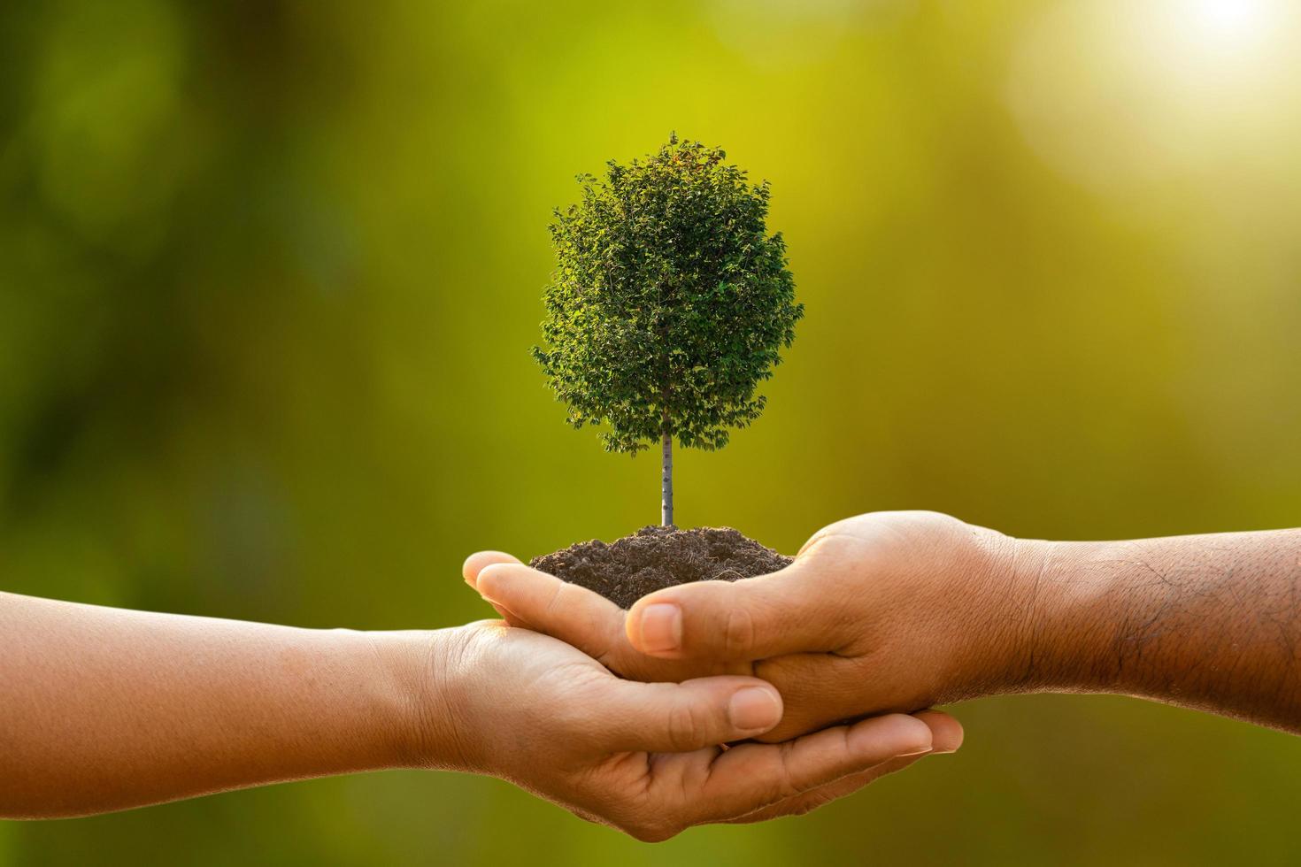 hand van twee mensen die een boom in de grond houden op buitenzonlicht en een groene achtergrond wazig. de boom planten, de wereld redden of het groei- en omgevingsconcept foto