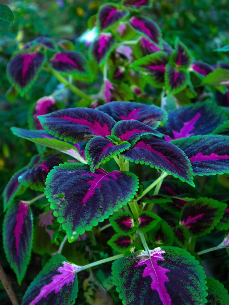 miana-bladplanten of drakenstaarten zijn door veel mensen gewild vanwege hun gezondheidsvoordelen foto