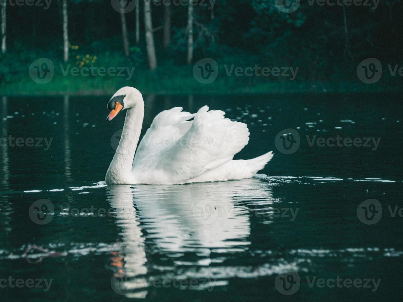 een witte zwaan die op het water zwemt foto