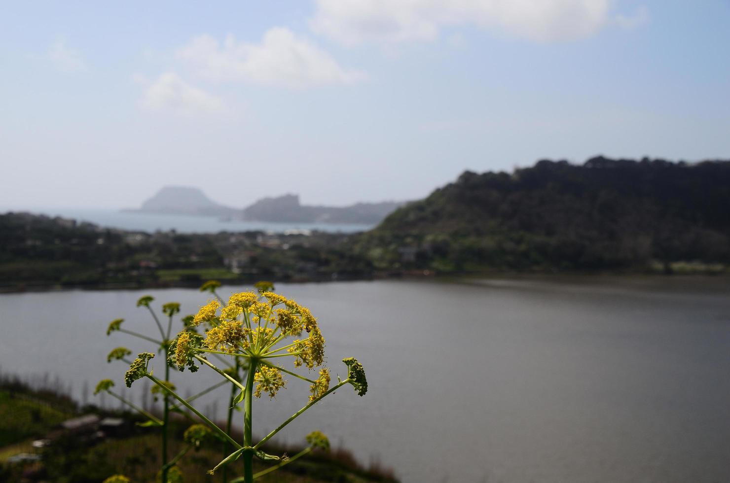 gele bloem en landschap foto