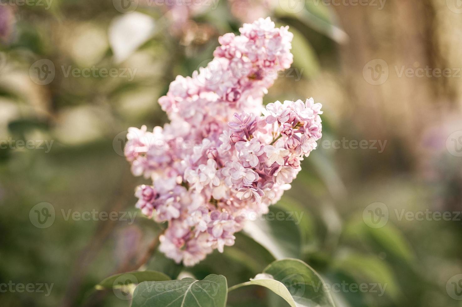 lila bloementuin struik boom foto