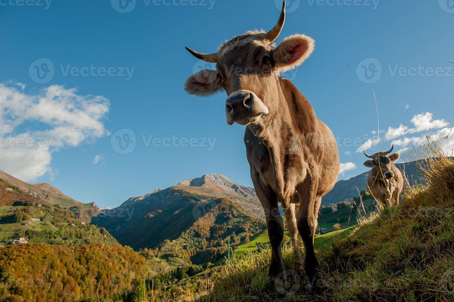 koeien met kalveren grazen foto