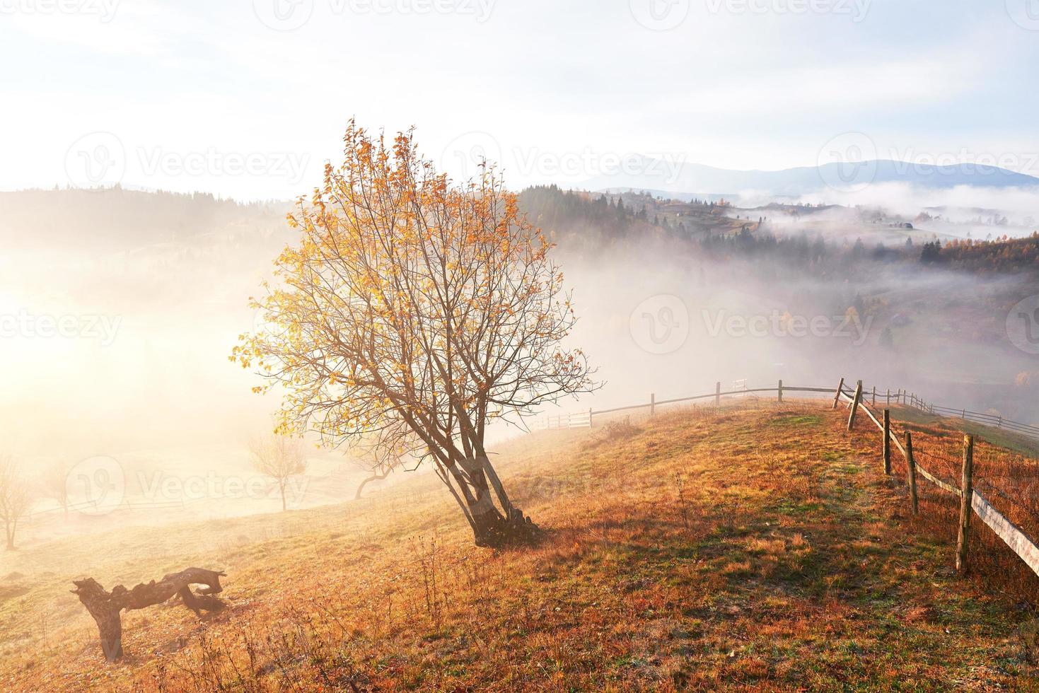 glanzende boom op een heuvelhelling met zonnige balken in het bergdal bedekt met mist. prachtige ochtendscène. rode en gele herfstbladeren. Karpaten, Oekraïne, Europa. ontdek de wereld van schoonheid foto