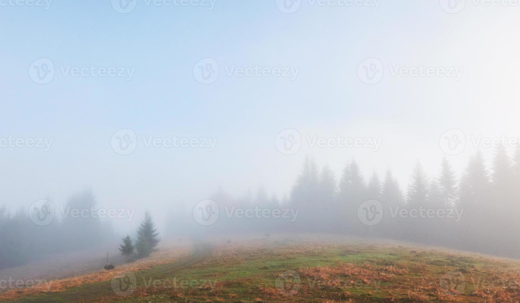 ochtendmist kruipt met snippers over herfstbergbos bedekt met bladgoud foto