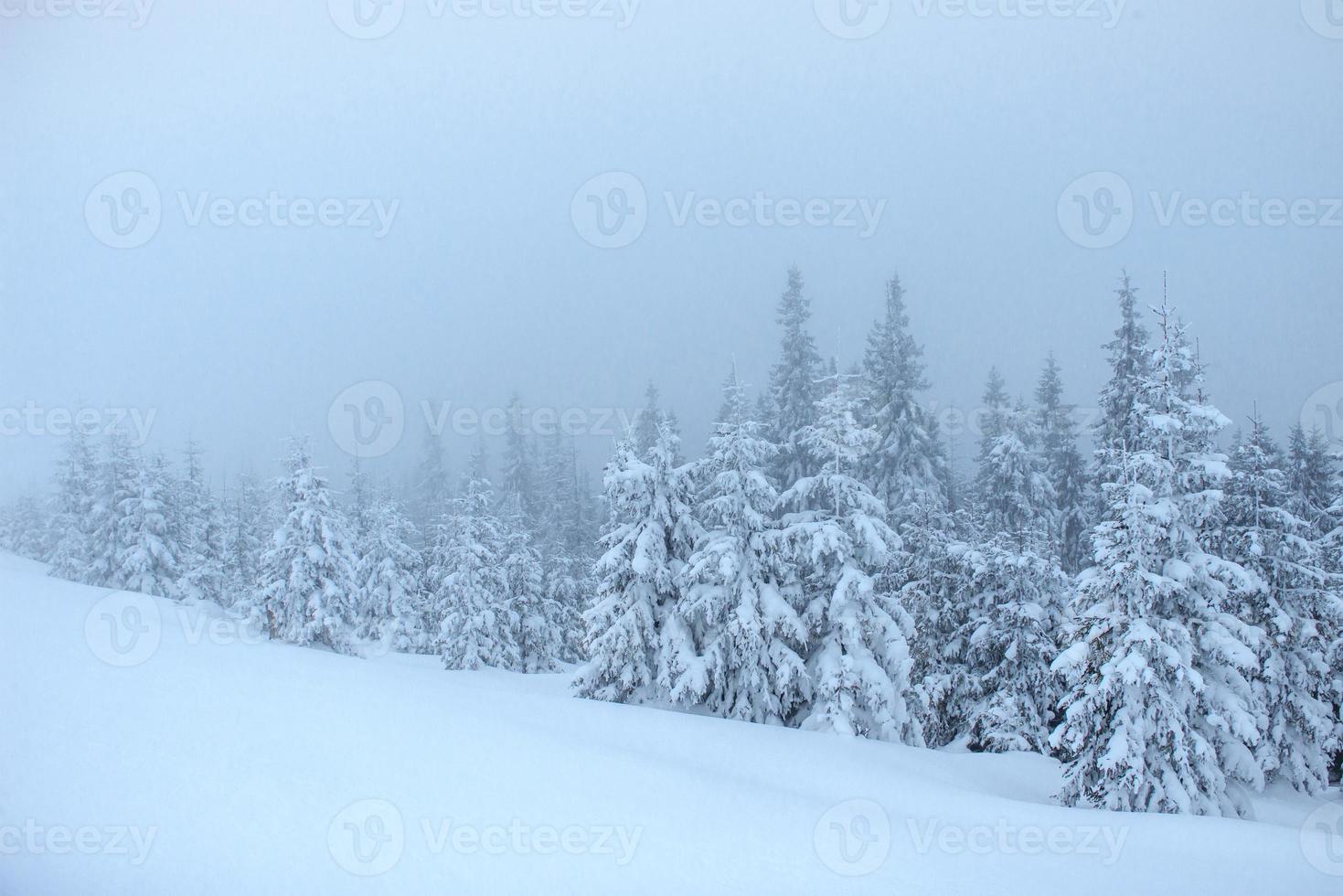 bevroren winterbos in de mist. pijnboom in de natuur bedekt met verse sneeuw Karpaten, oekraïne foto