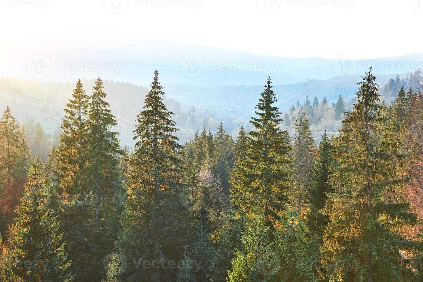 majestueus dennenbos in de herfstbergvallei. dramatische pittoreske ochtendscène. warm verstevigend effect. karpaten, oekraïne, europa foto