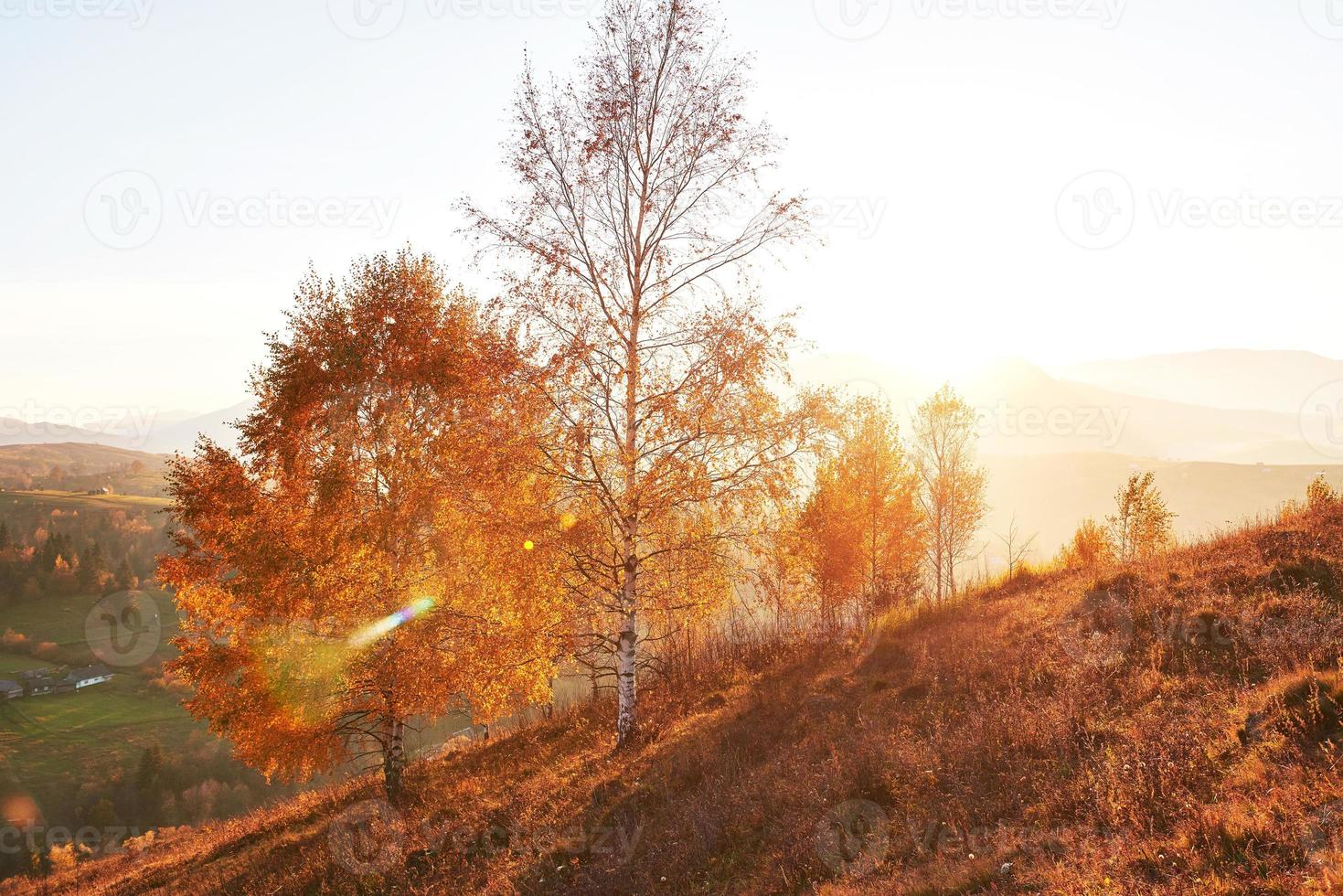 berkenbos in zonnige middag tijdens het herfstseizoen. herfst landschap. Oekraïne. foto
