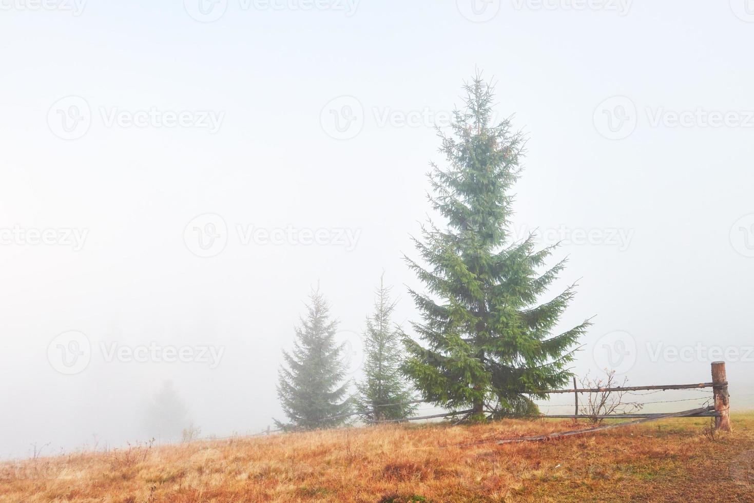 majestueus landschap met herfstbomen in mistig bos. karpaten, oekraïne, europa. schoonheid wereld foto