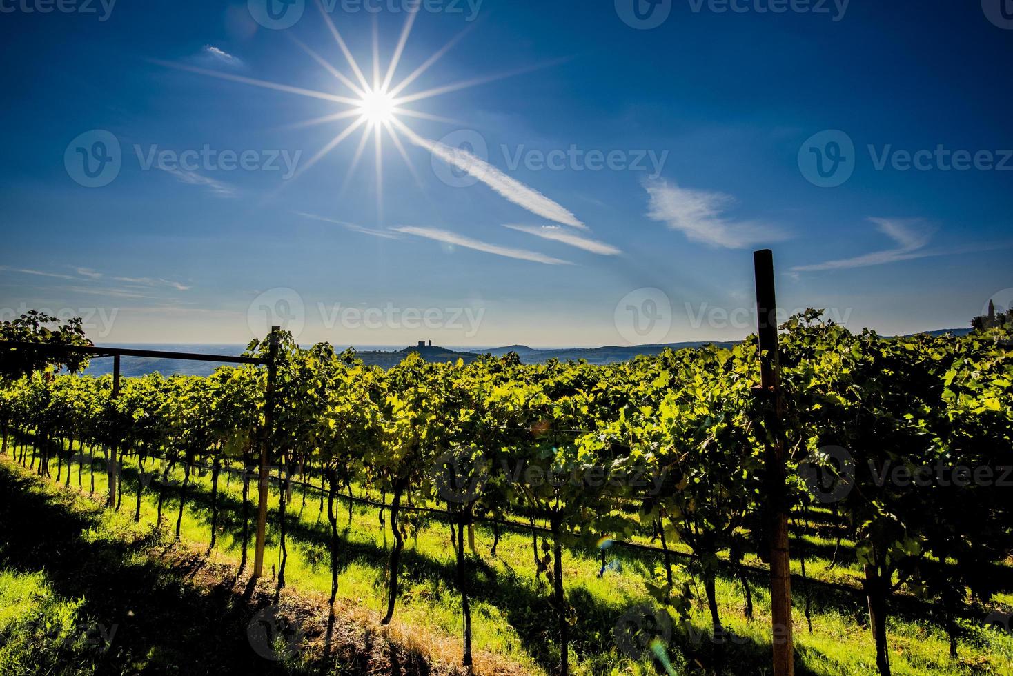 2021 10 16 Soave verlichte wijnstokken foto