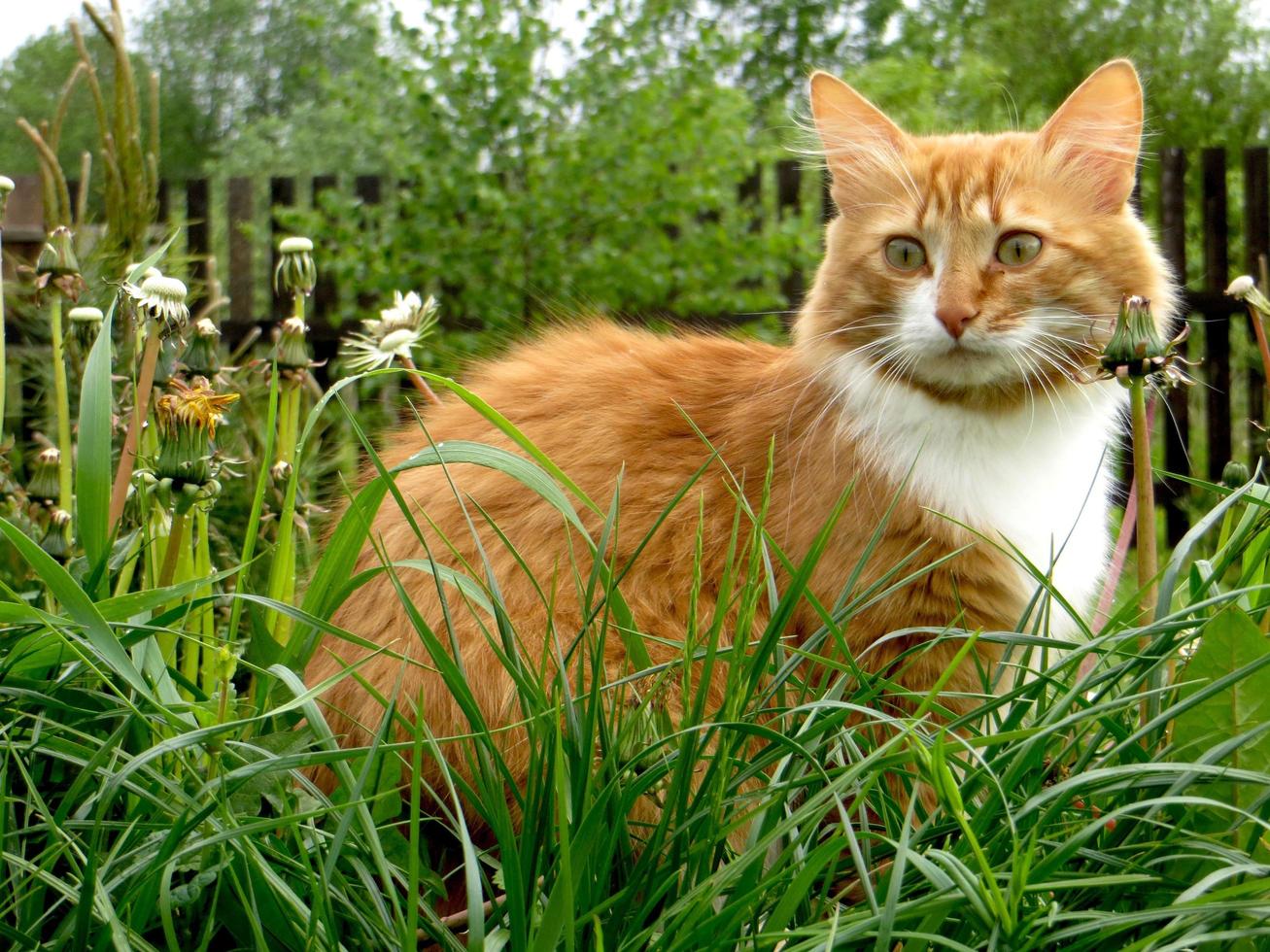 rood witte kat zit in een lentetuin foto
