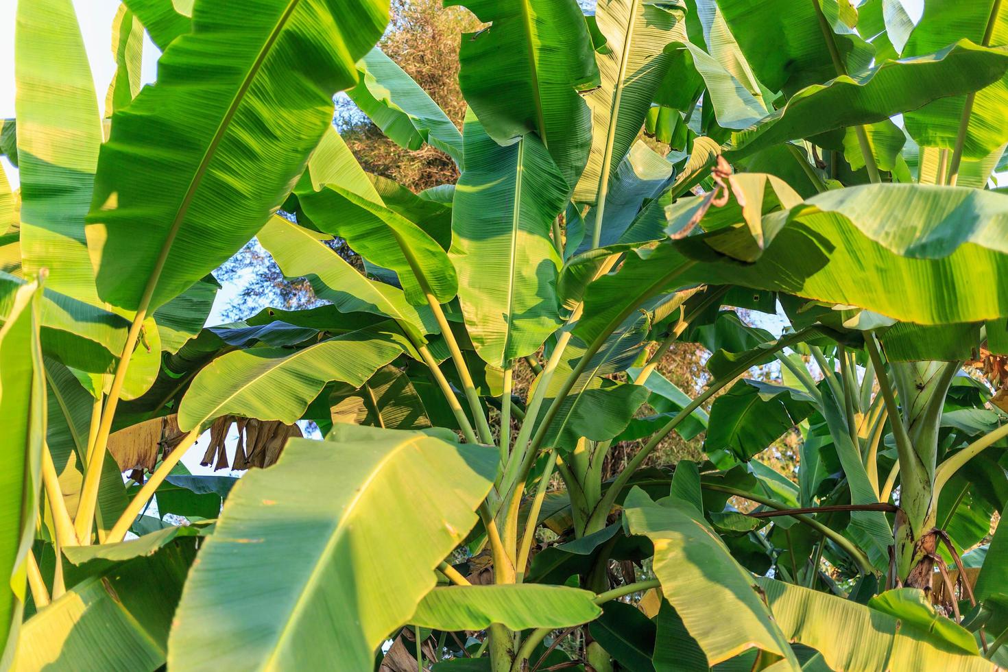 bananenblad en bananenboom achtergrond foto