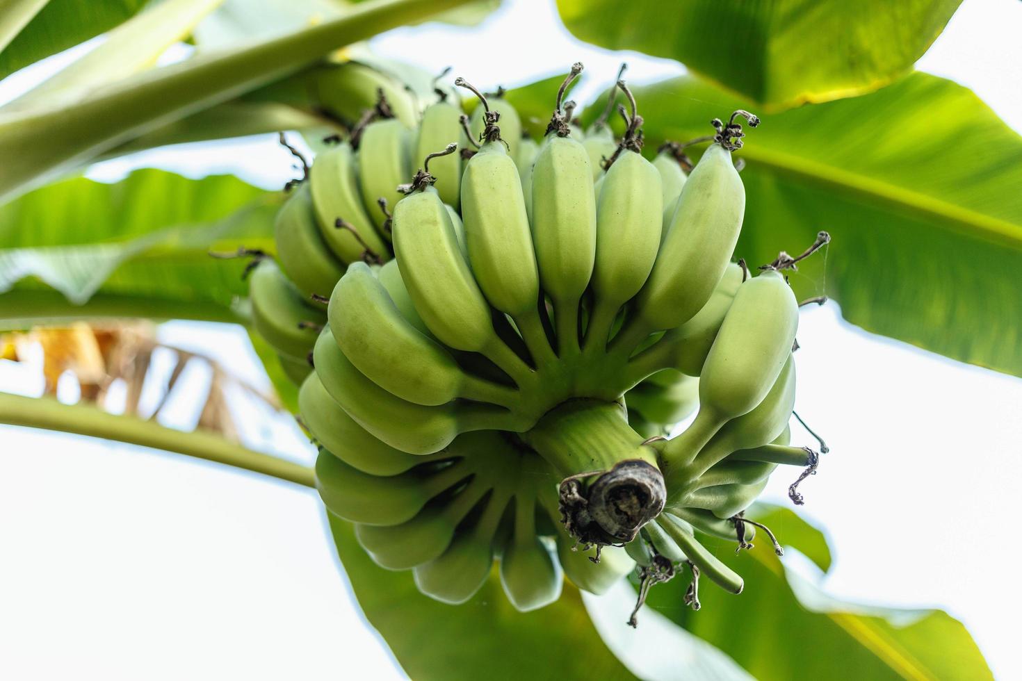 rauw groen bananenfruit aan de bananenboom foto