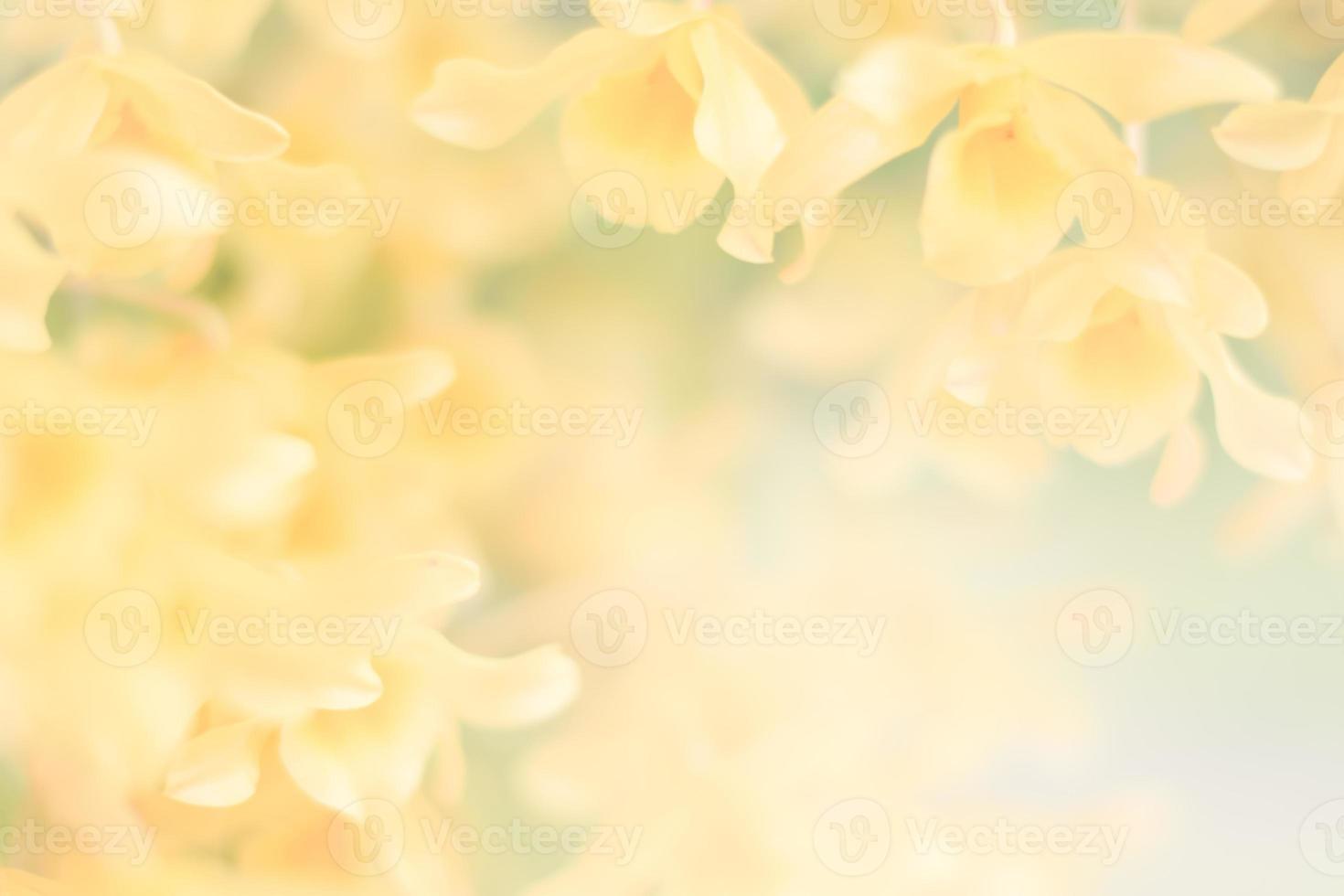 gele orchidee bloem achtergrond foto