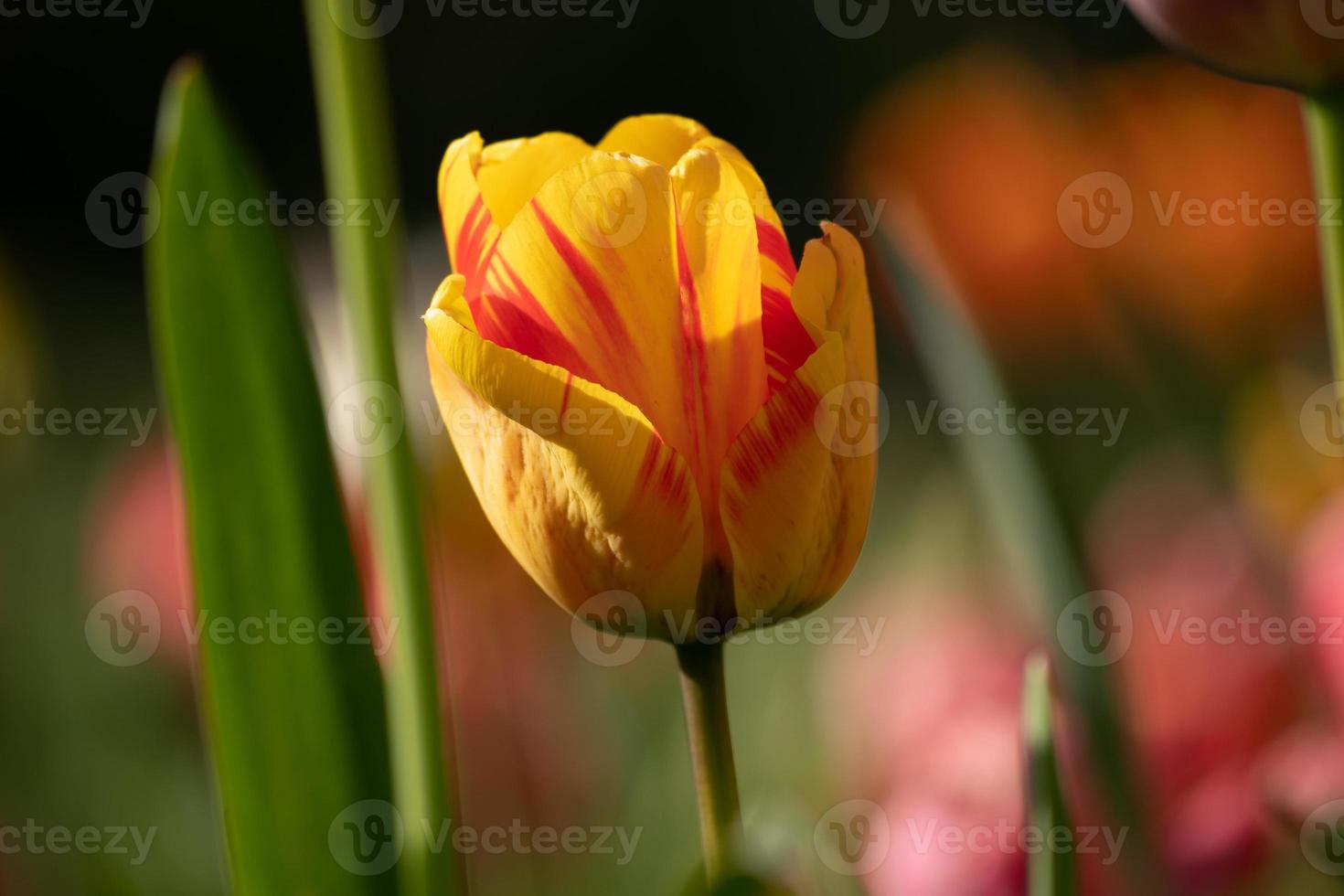 gele en rode tulp foto