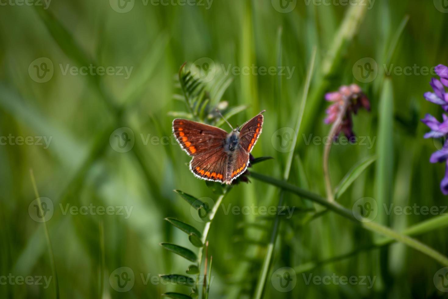 vlinder zittend in het gras foto