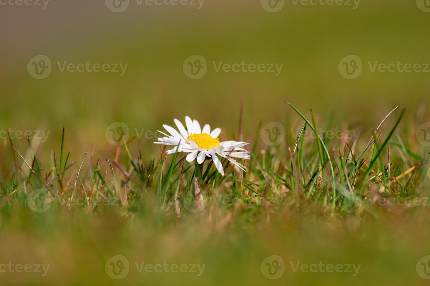 geïsoleerd madeliefje in het gras foto