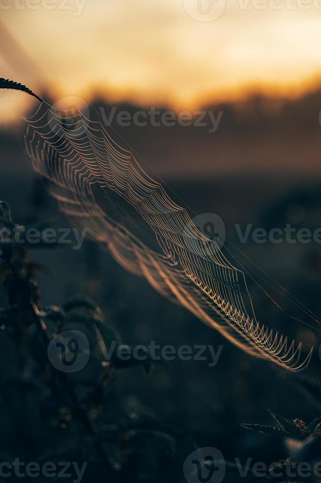 humeurig spinnenweb in de natuur foto